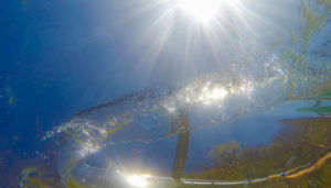 Arbre kayak transparent